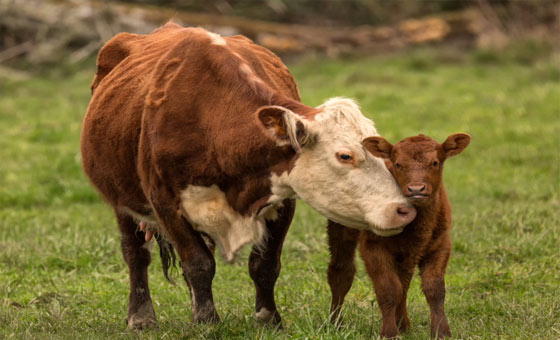 Livestock Loans